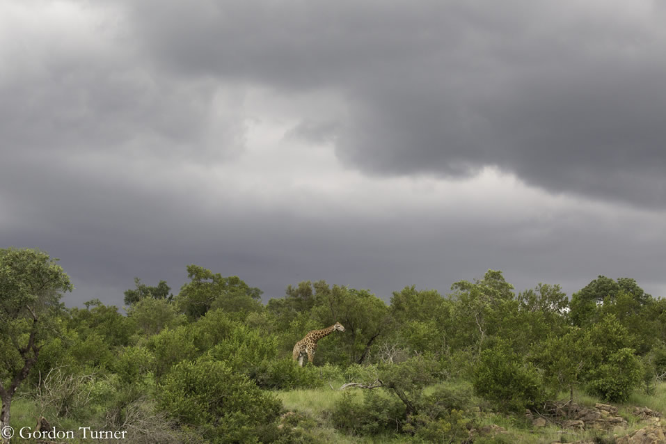 <h2>2020 South African Golf Cruise</h2>10 Nights | 4 Rounds | Cape Town – Cape Town | January 21 – 31